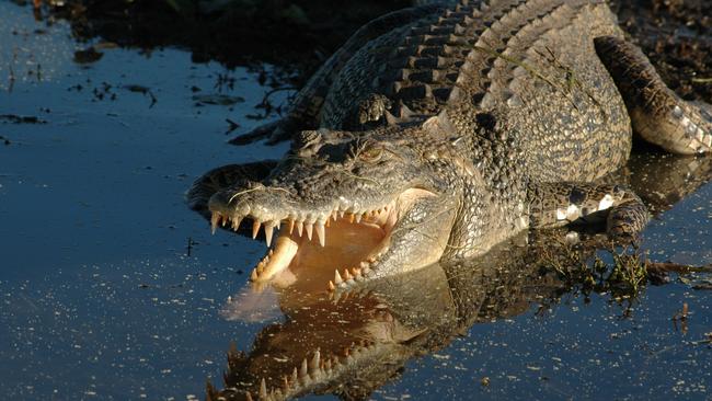 Australian saltwater crocodiles are considered among the most dangerous predators in the world. PIcture: File photo