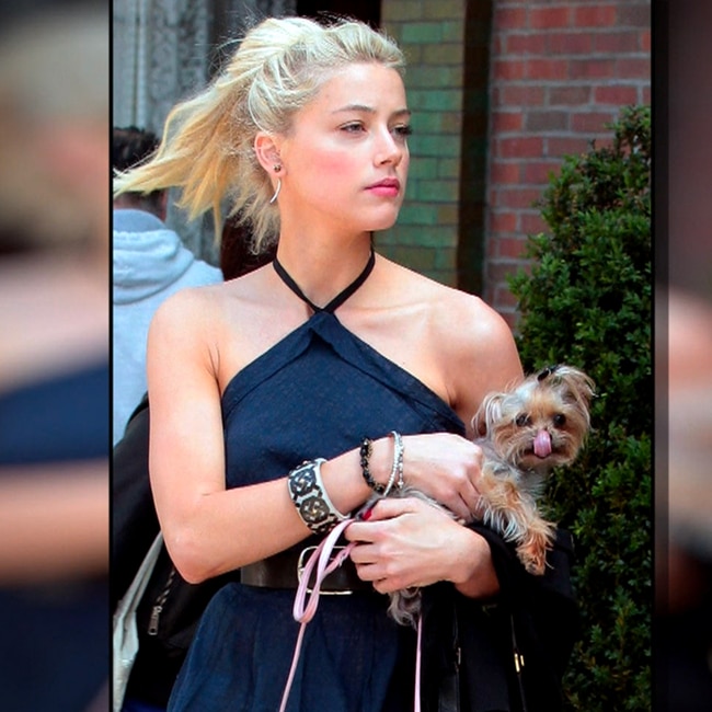 Amber Heard with either Pistol or Boo.