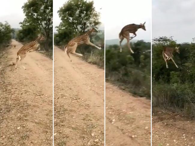 This deer is going viral for flipping a big “buck you” to physics after it was filmed leaping to an insane height while crossing a road in India. Picture: Twitter/WildLense Eco Foundation