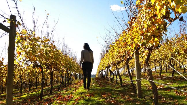 Beauty Point.  Tassie Towns 2020.  Tamar Valley Vineyard