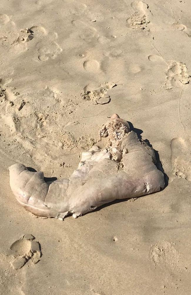 Rob Watson found this washed up between Sunrise and Sunshine beaches on October 5, 2022. Picture Rob Watson