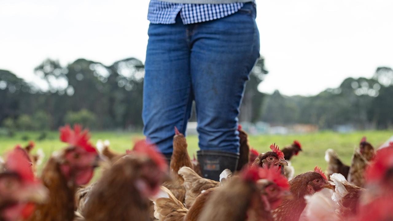 South Australia egg shortage as supermarkets stop stock of caged eggs