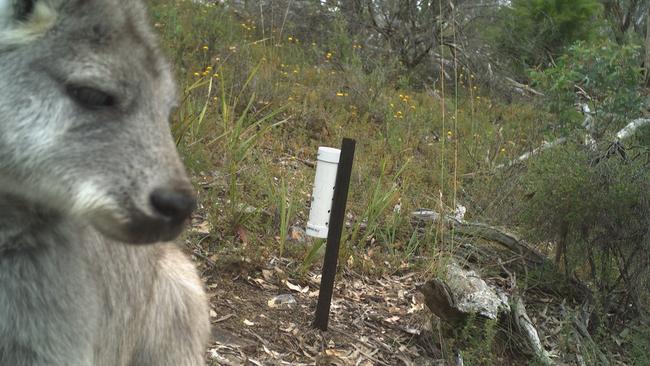 A wallaroo caught on camera by the WWF sensors. Picture: WWF Australia