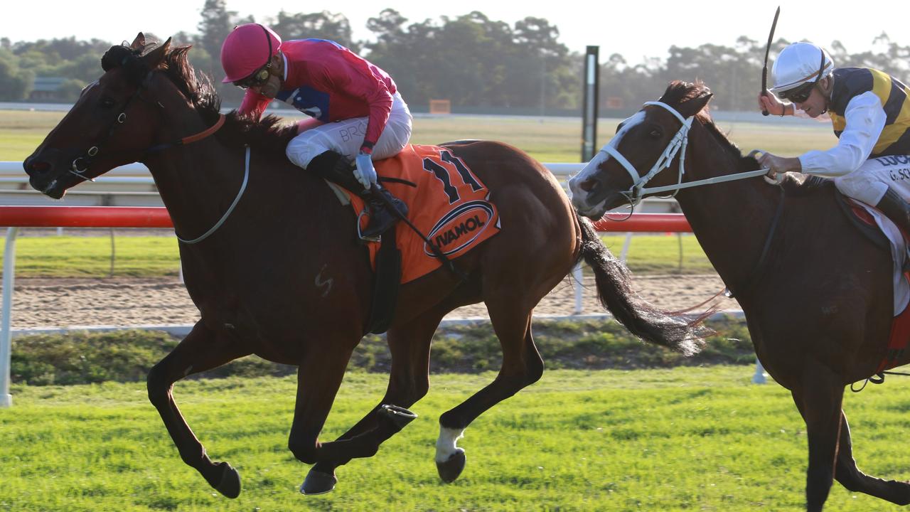 Archedemus is chasing a slice of history with a third Hawkesbury Gold Cup on Saturday. Picture: Grant Guy