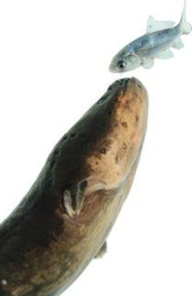 Mind power ... Electric eels not only shock their prey, but use electric pulses to find them, expose them and immobilise them. Source: Catania