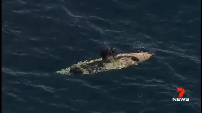 Shark knocks terrified 15-year-old girl out of her kayak in