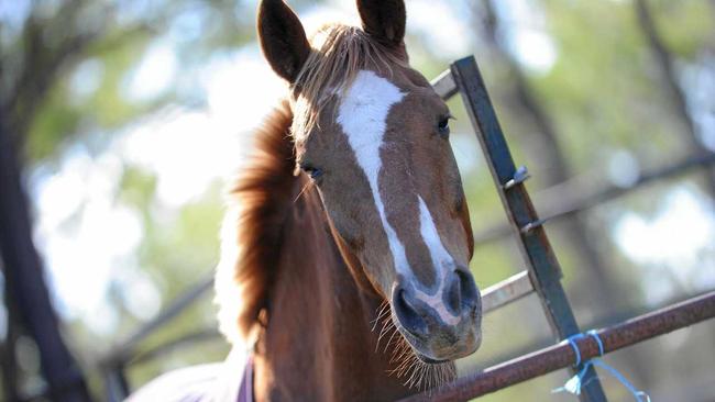 The Lockyer Valley Riding for the Disabled can accommodate evacuated horses. Picture: Brenda Strong