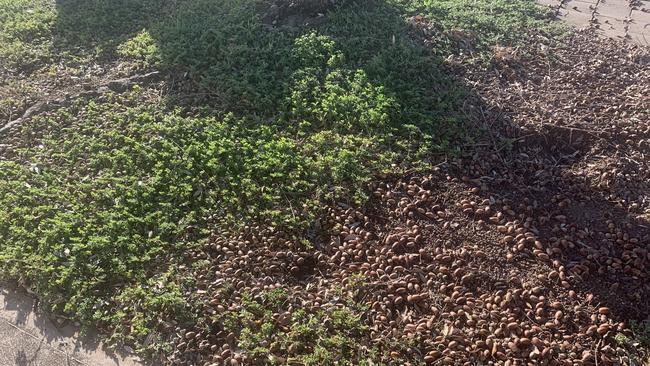 Acorns at the base of an oak tree at Semaphore Park that local residents compare to walking over marbles. Pic: Paula Thompson