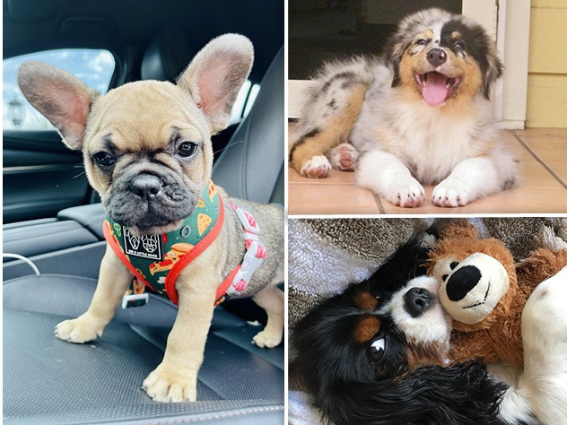 Vote now for NSW’s cutest dog