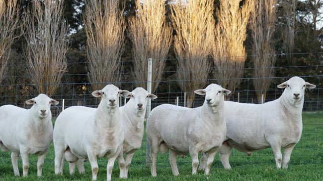 Australian White Tattykeel sheep sell under the premium Margra lamb brand. Picture: Supplied