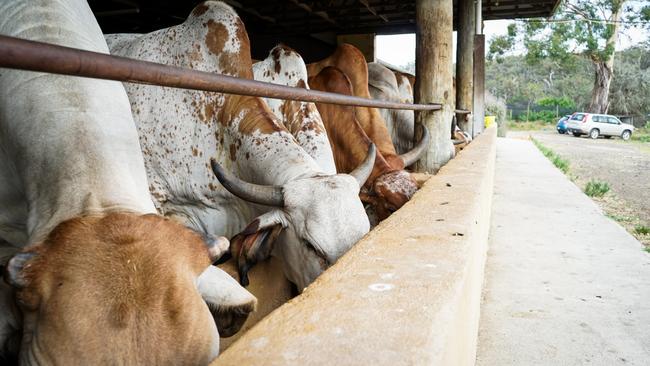 Hare Krishna Valley farm at Bambra has 29 cows, of both Gir and Brahman breeds. Picture: Rachel Simmonds