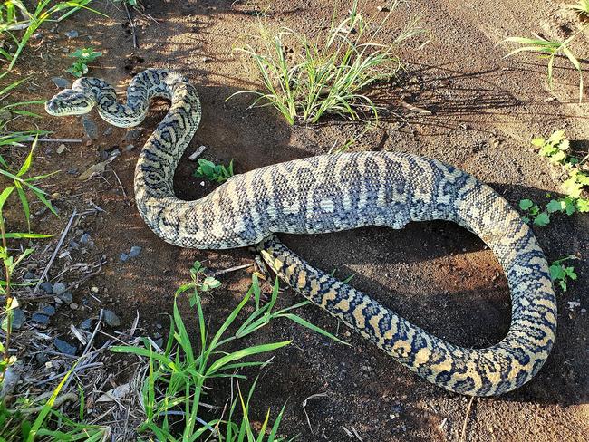 Python found taking nap on kitchen floor after big feed