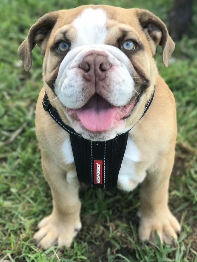 Maverick: Remember this guy? Maverick the British bulldogfirst featured in our gallery when he was a baby. He’s now four months old and knocking back the modelling contracts.