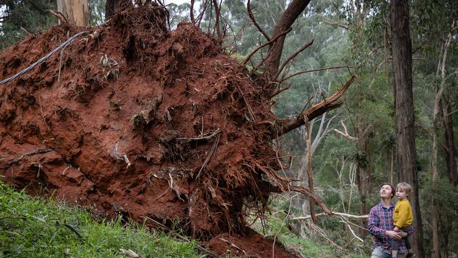 Ben Horn and his son in Kalorama, where a massive tree luckily missed their home. Picture: Jason Edwards