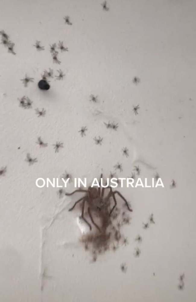 Web of intrigue as giant spider legs it to Australia, The Courier