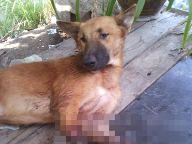 An angry neighbour in Bangkok, Thailand hacked Cola’s two front legs off