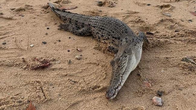 The saltwater croc discovered on the Cairns Esplanade on Wednesday, February 2. Picture: Chris Eustace