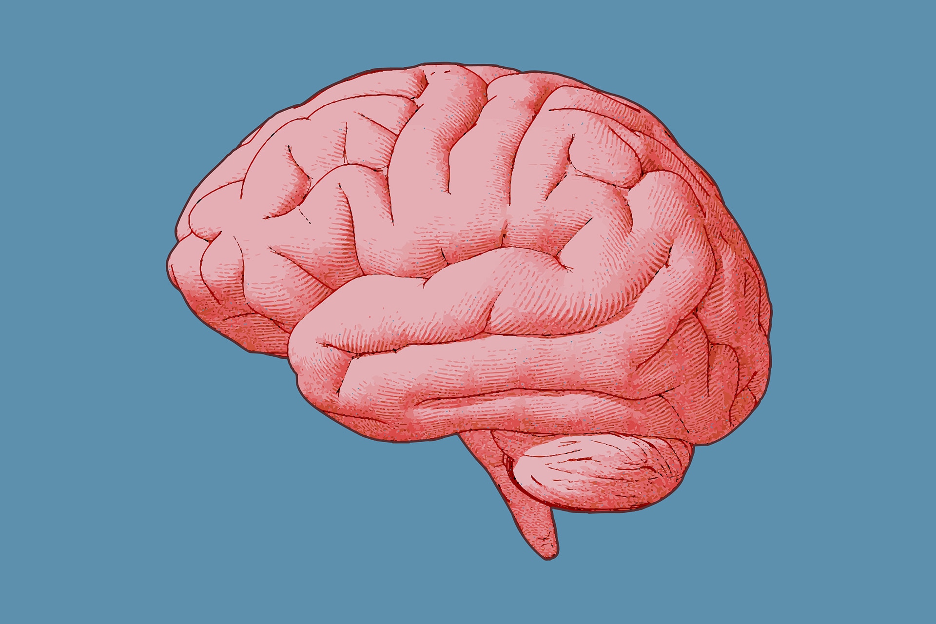Brain rot. Мозг розовый. Мозг рисунок. Мозг нарисованный.
