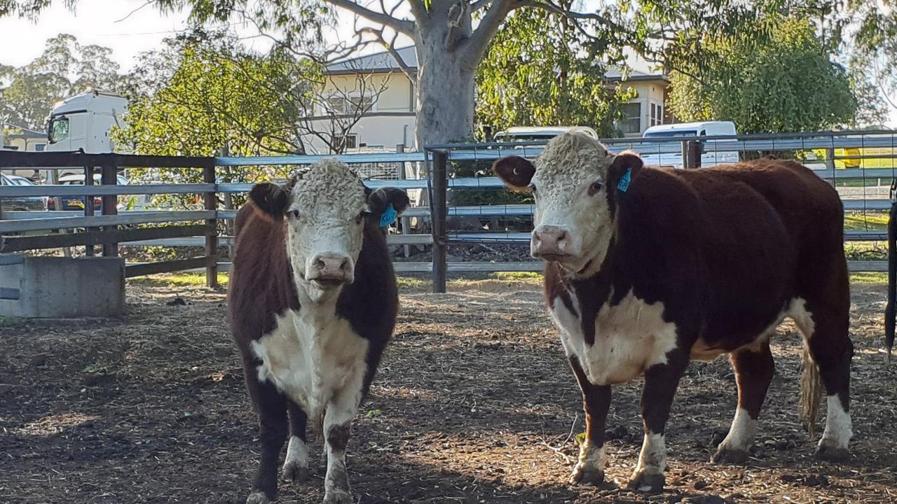 fat-cattle-market-remains-firm-despite-lack-of-numbers-daily-telegraph