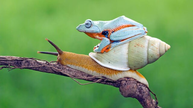 Like this frog, BOC has been sitting on a valuable assett, though it has to be said the snail probably moves forward a lot faster. Picture: kuritafsheen, RooM/ via Getty Images