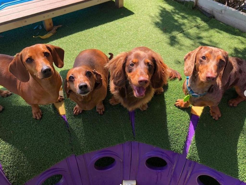 It was a sausage dog type of day when Lola, Louie, Tofe, Goody, Winston and Hazel the dachshunds happen to all book in at Wunderdogs Doggy Day care in Noosa on the Sunshine Coast recently. Picture: instagram.com/wunderdogsdoggiedaycare