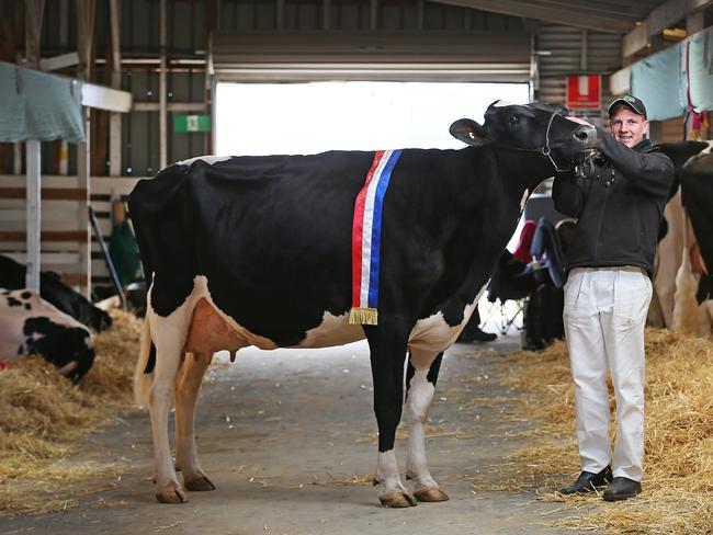 Joel Millhouse with the winner of Supreme Champion Diary Cow, Benlargo Windbrook Ding. Picture: SAM ROSEWARNE.