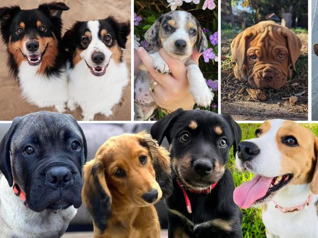 From adorable fur babies to big softie doggos, Mackay’s pups are just too cute to resist. Help search for the region’s cutest puppy of 2024. Look through our gallery and vote.