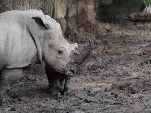 Zoo in Chile presents baby rhino to the public