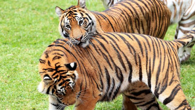 Dreamworld's tiger cubs Adira and Akasha are celebrating their third birthday on Tiger Island. Pics Adam Head