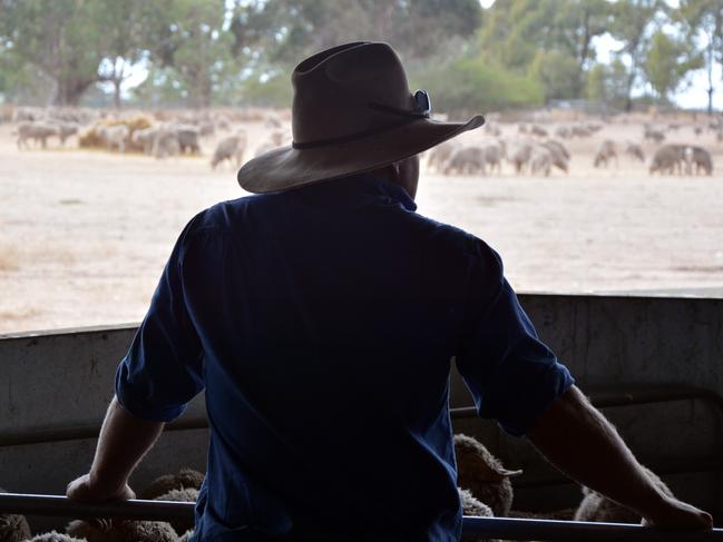 Generic farm scene. Farmer wearing hat silhouetted looking at crutched sheep