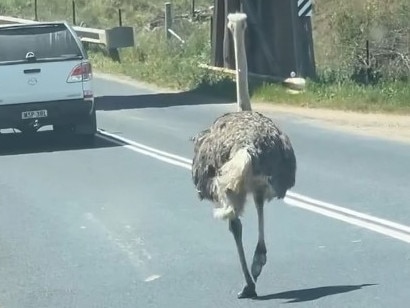 Ostrich on a road near Mudgee. Photo: Wes Pirie.