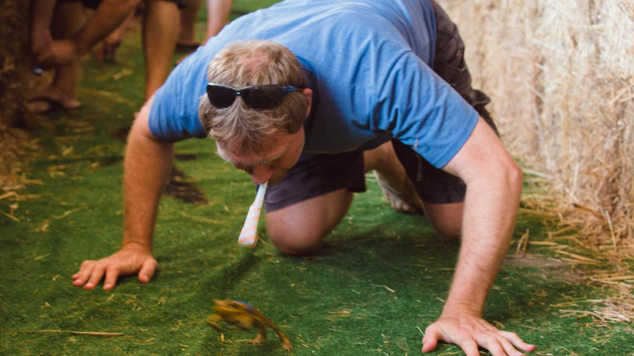 Croc racing at the Berry Springs Tavern for Melbourne Cup Day: Matthew Berts helps his cane toad get to the finish line in the toad racing event. Picture: GLENN CAMPBELL