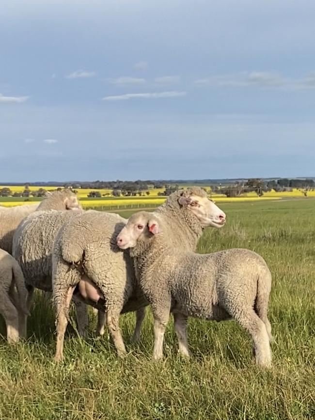 Moojepin Merinos WA is tackling animal welfare but they are also looking for early growth so the wether portion can be sold more quickly.