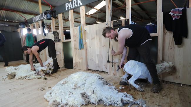 Shearers Aaron Van Elk [left] and Ben Feltman in action. Picture: Alex Coppel