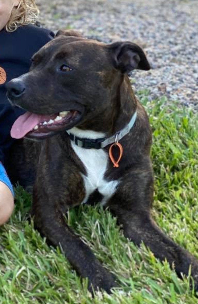 Autopsy results confirmed that Zuma, the one-year-old staffy cross, died as a result of ingesting a bait laced with 1080 in the Ingham area. Picture: Amber Henderson