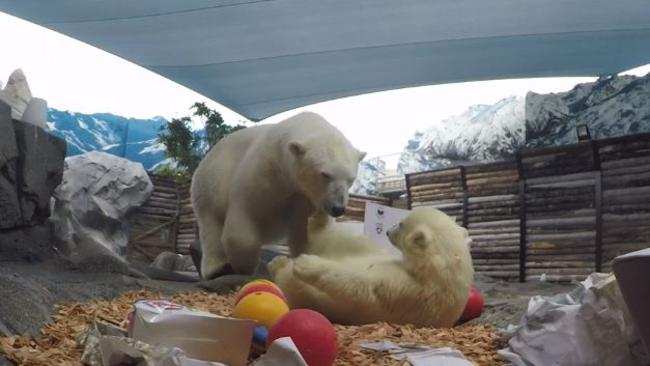 Polar bear mum and cub celebrate Christmas at Sea World.