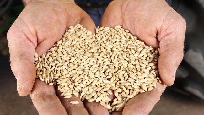 Australian barley growers have been fortunate to enjoy strong Saudi Arabian buying activity. Picture: Emma Brasier