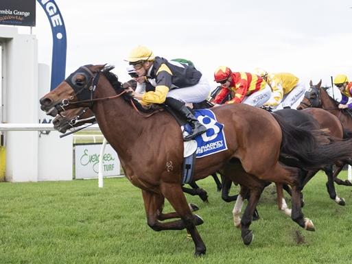 All Machiavellian, pictured winning at Kembla Grange in June, is one of Shayne O'Cass' best bets of the day on Monday. Picture: Bradley Photos