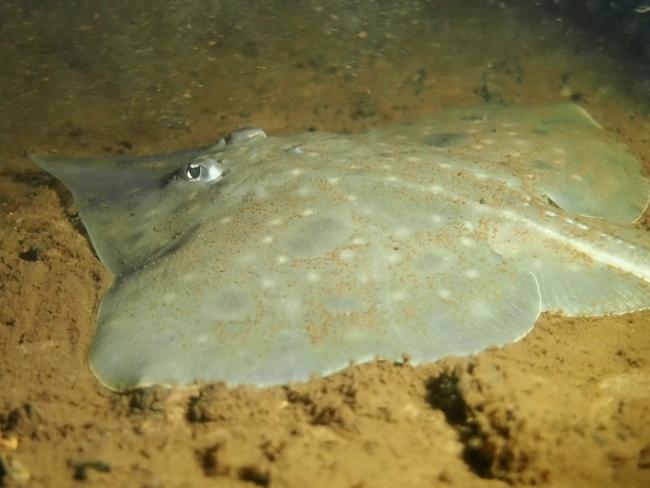 A Maugean skate in Macquarie Harbour.