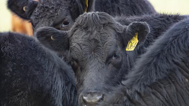 A northern Victorian and West Gippsland farmer have both been convicted and fined for aggravated animal cruelty. Picture: Generic. Zoe Phillips