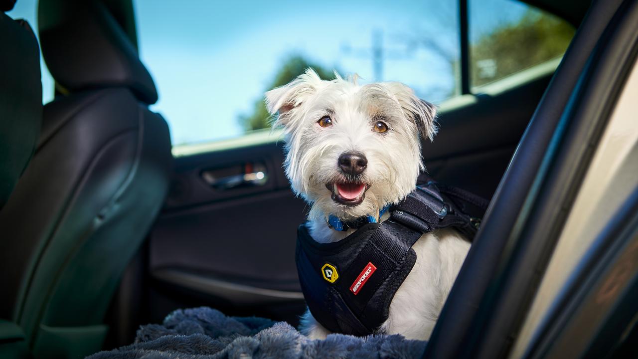 Petstock booster clearance seat