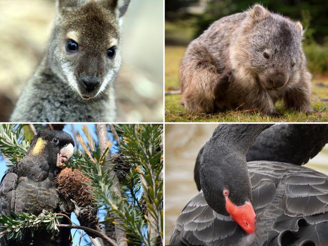 ‘Iconic’ Tasmanian species killed among millions of native animals