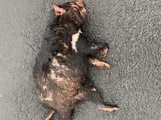 Dead Tasmanian devil roadkill on Montagu Rd near West Montagu in Tasmania's North-West. Picture: Supplied