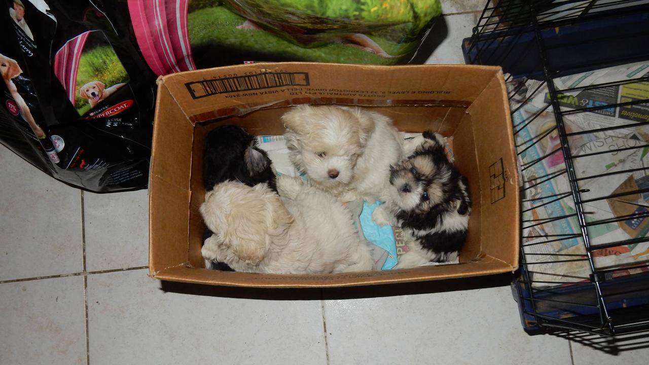 Dogs rescued from these farms were found living in squalid conditions and bred solely for profit, disregarding their health and the puppies’ health. Picture: RSPCA WA