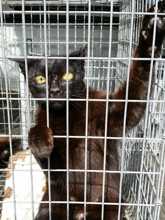 A feral cat caught by Hornsby Council officers.