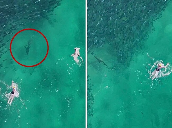 Grey nurse sharks Bondi. Picture: DroneSharkApp.