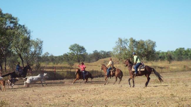 Some of the slain horses in action on Killarney Station.