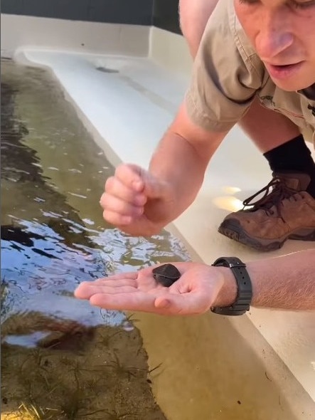 Bob with a baby turtle...