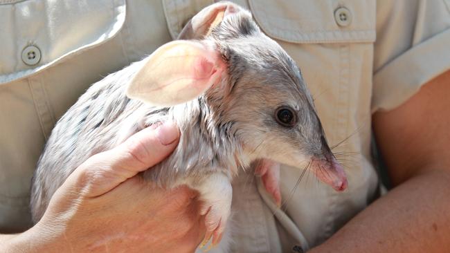 A Bilby at Dreamworld. Picture Mike Batterham