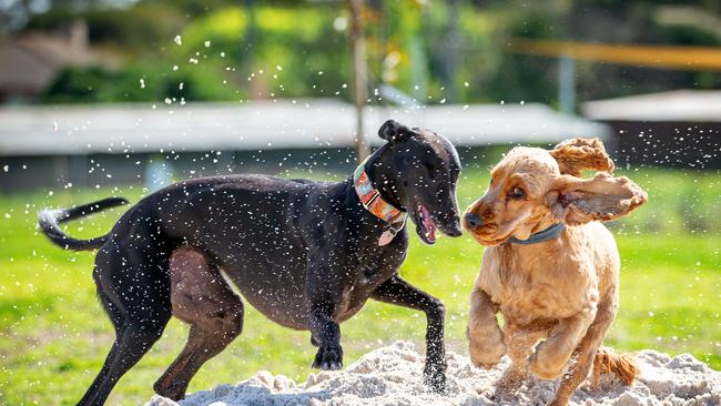 Sooty and Douglas play at Heatherton’s Doggy Play Park. Picture: Mark Stewart